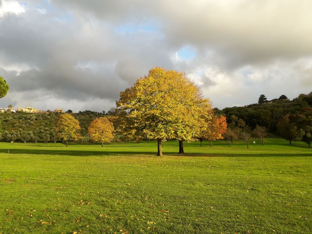 CastelGandlfoYellowTree